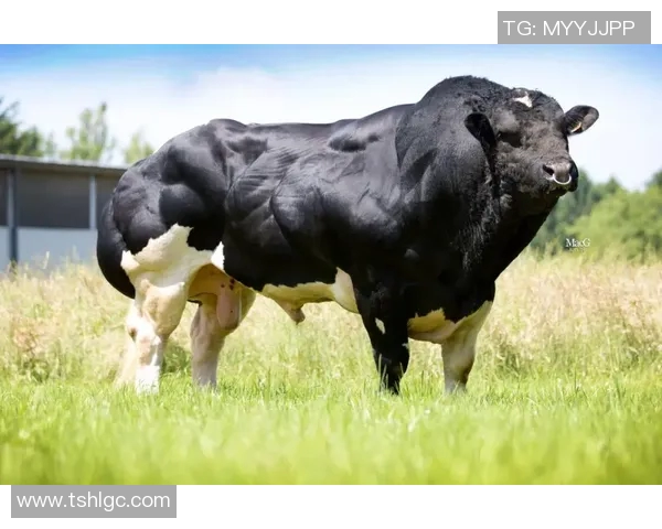 你不知道的公牛:十大冷知识大揭秘 你不知道的公牛:十大冷知识大揭秘